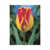 Hectarul - Bulbi Lalea Banja Luka - cutie 200 bulbi